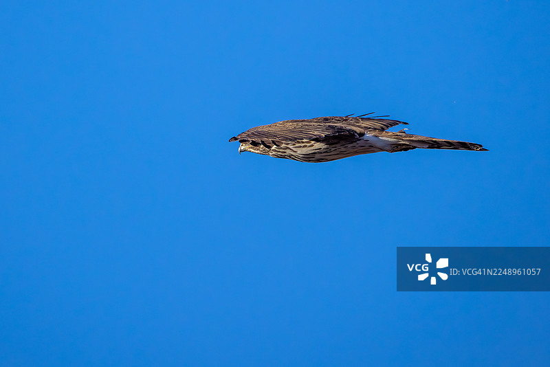 处于空气动力学狩猎飞行姿态的库柏氏鹰图片素材