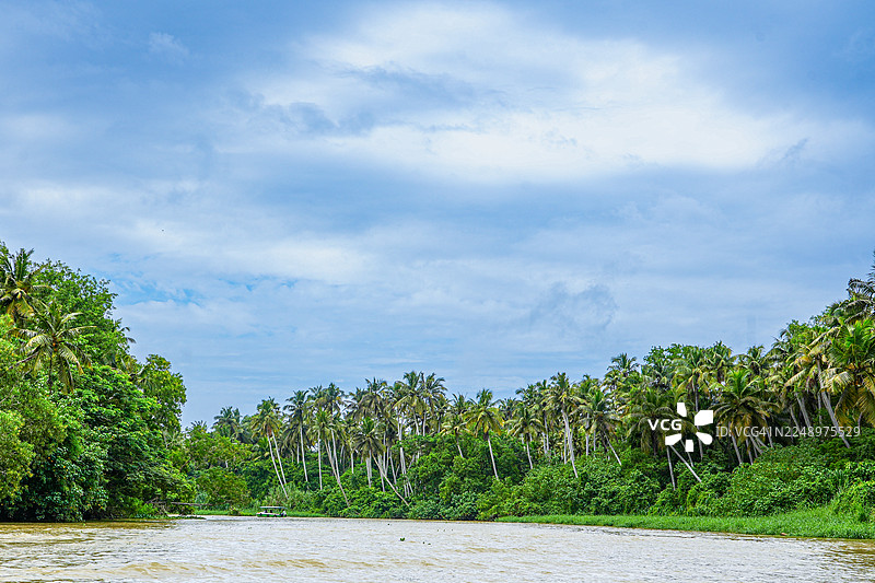 印度喀拉拉邦特里凡得琅Poovar岛平静的喀拉拉邦水道，两旁有椰子树图片素材