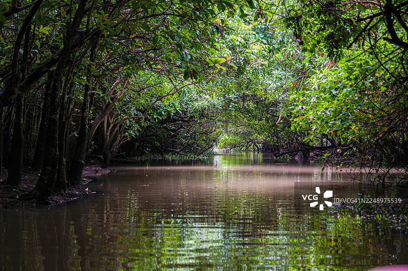 阳光下的喀拉拉邦热带雨林静谧河道图片素材