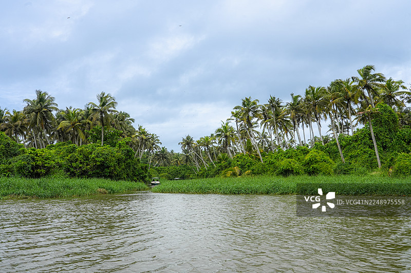 椰子树成行的热带喀拉拉河图片素材