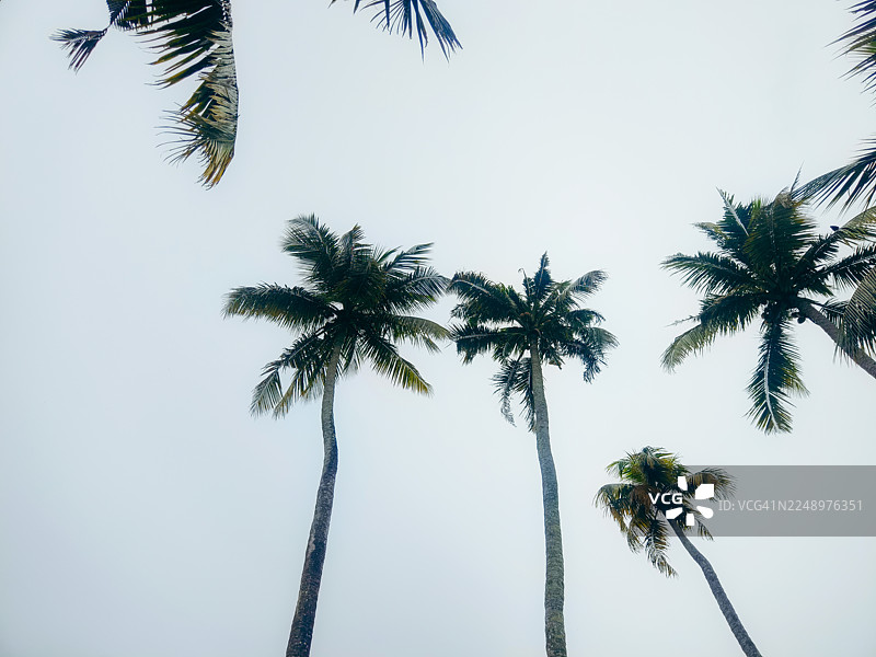 椰子树低角度拍摄图片素材