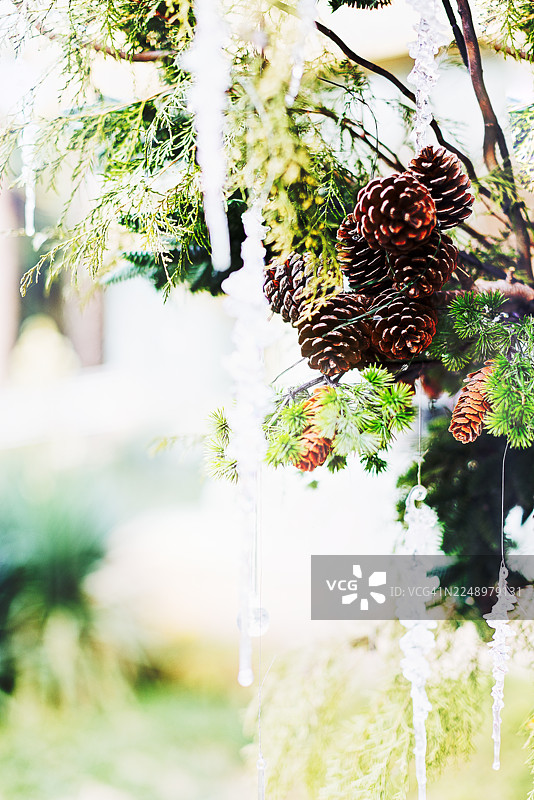 带有球果的云杉枝条图片素材