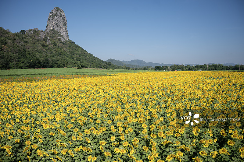 背景有山丘的黄色向日葵田图片素材