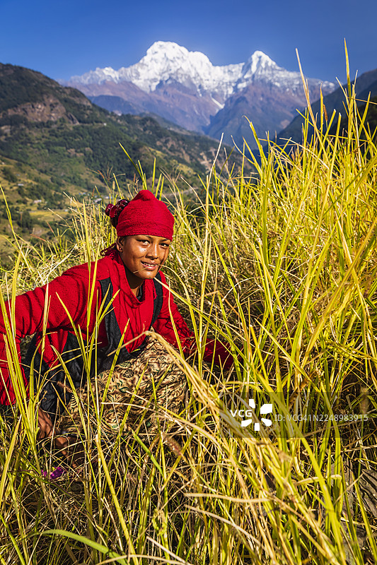 尼泊尔年轻女子在村庄里割草，背景是安纳布尔纳峰图片素材