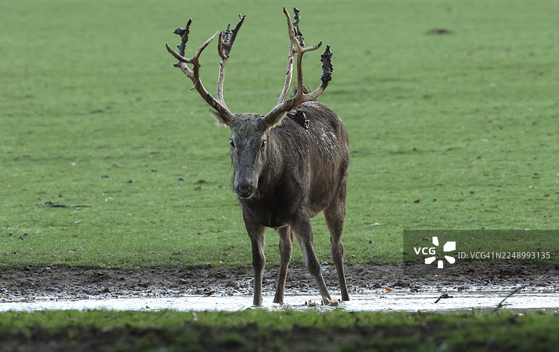 一只麋鹿（Elaphurus davidianus）站在泥水中，用鹿角搅动泥浆并涂抹全身，正值发情期。图片素材