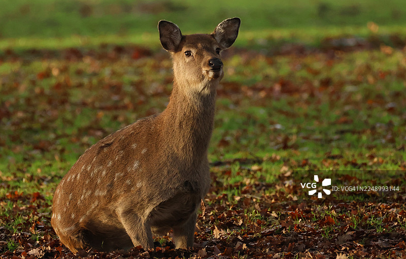 一只宏伟的梅花鹿（Cervus nippon mantchuricus）躺在树林里的秋叶中。图片素材