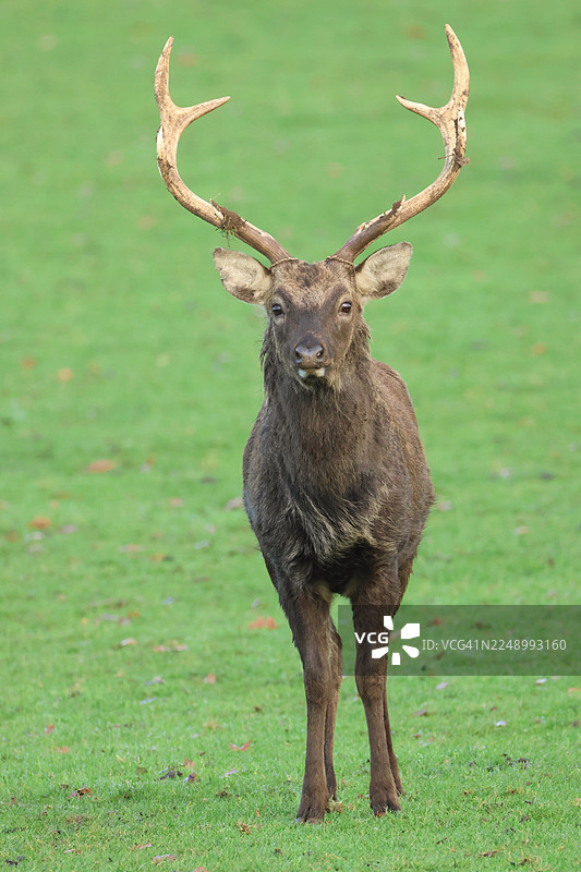 一只雄伟的马鹿（梅花鹿亚种，学名：Cervus nippon mantchuricus）站在草地上眺望。图片素材