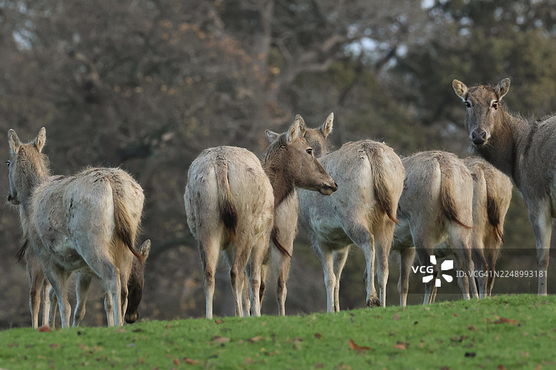 一群雄伟的麋鹿（Elaphurus davidianus）站在田野里四处张望。图片素材