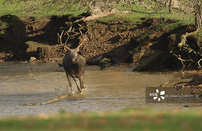 一只雄伟的麋鹿（Elaphurus davidianus）在发情期奔跑于池塘之中。图片素材