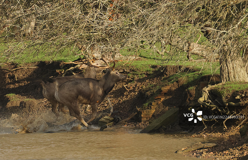 两只壮丽的麋鹿，学名Elaphurus davidianus，在发情期并排穿过池塘。图片素材