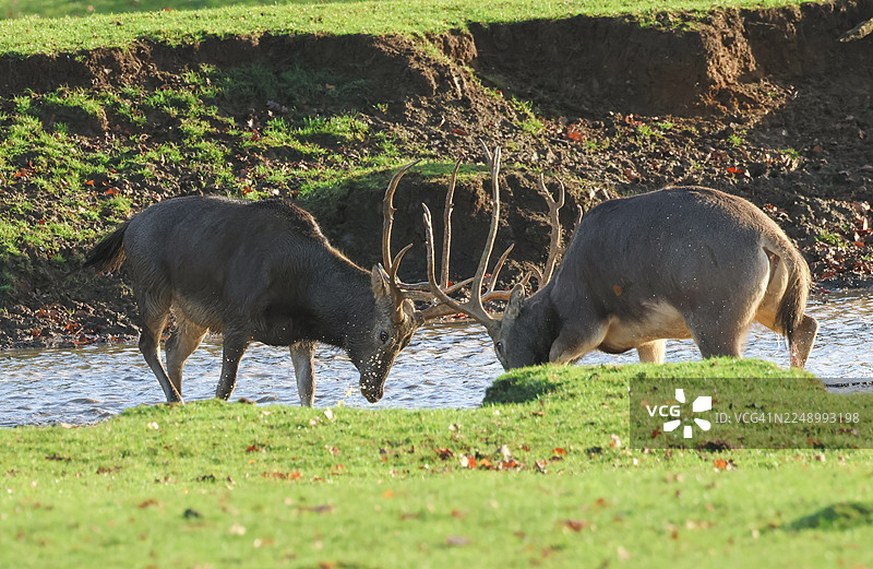 两只壮丽的麋鹿，学名Elaphurus davidianus，正站在池塘中进行求偶行为。图片素材