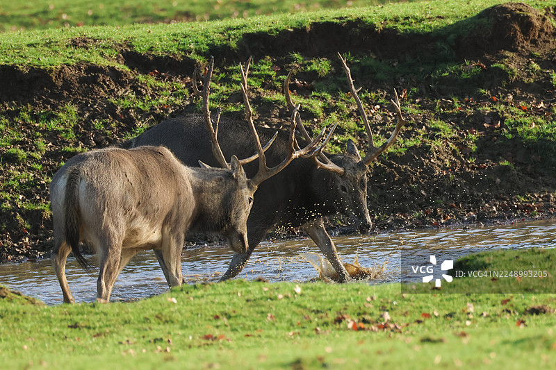 两只壮丽的麋鹿，学名Elaphurus davidianus，正站在池塘中进行求偶行为。图片素材