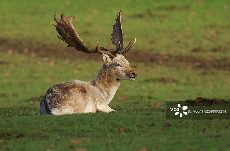 一只梅花鹿，Dama dama，正躺在田野里休息。图片素材