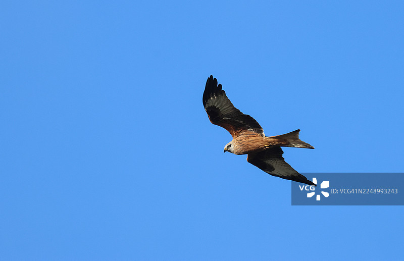一只壮观的红鸢（Milvus milvus）在蓝天上飞翔。图片素材