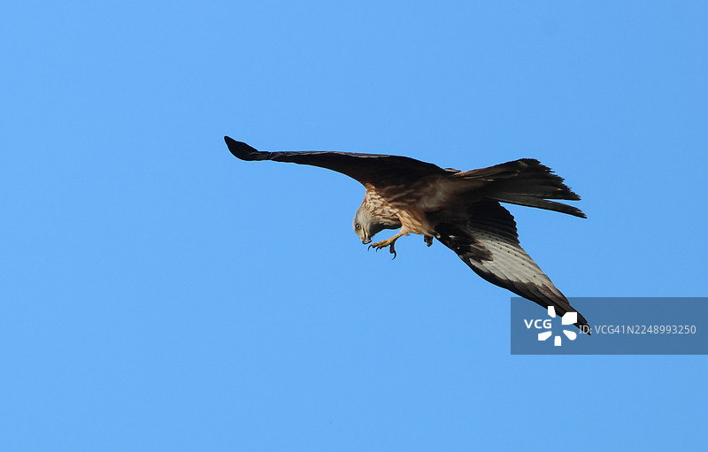 一只宏伟的红鸢（Milvus milvus）在蓝天中飞翔。图片素材