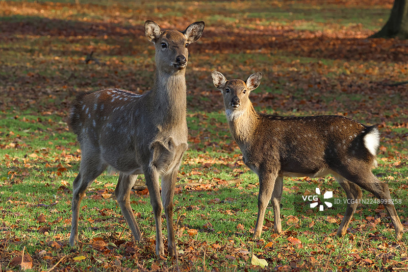 一只美丽的雌性东北梅花鹿（Cervus nippon mantchuricus）和她可爱的幼崽站立在树林中。图片素材
