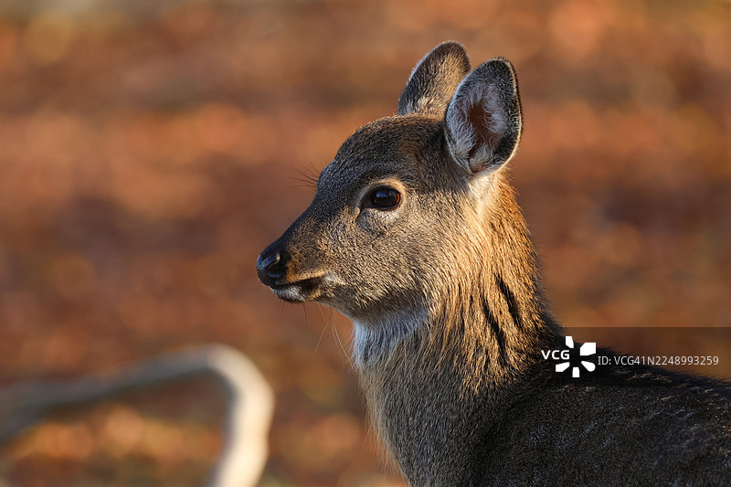 一只可爱的马鹿幼崽（Cervus nippon mantchuricus）在林地中站立的头部特写。图片素材