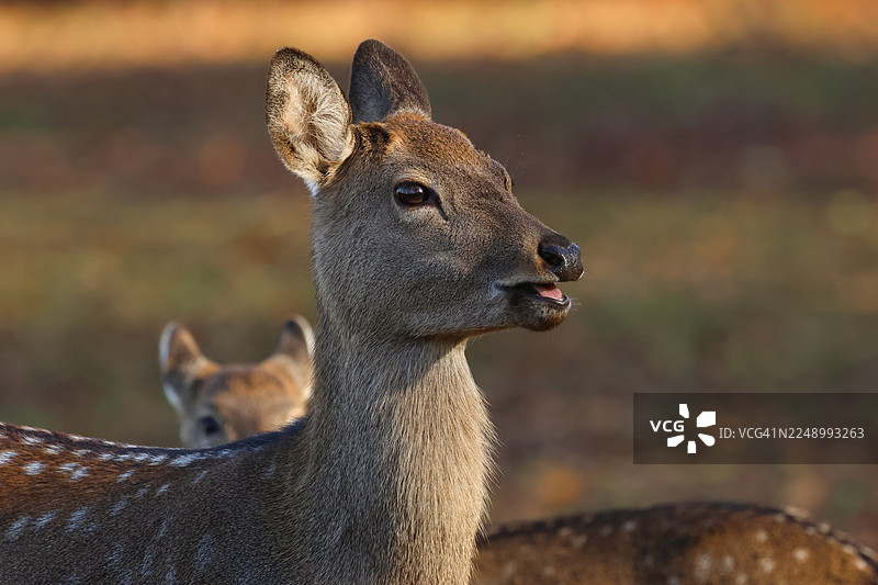 一只美丽的雌性马鹿（Cervus nippon mantchuricus）在林区的头部特写，它可爱的小鹿在身后可见。图片素材