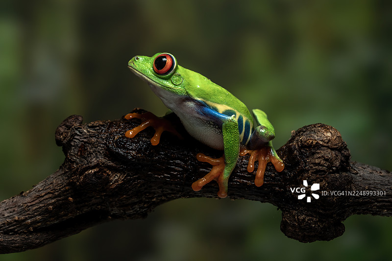 红眼树蛙图片素材