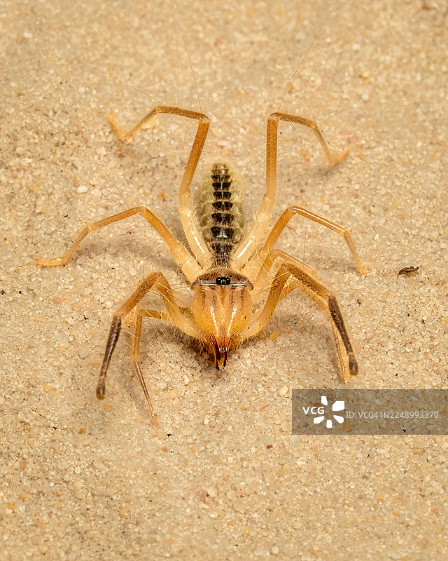 淡风蝎图片素材