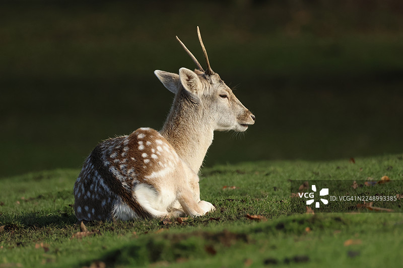 一只雄性梅花鹿（Dama dama）躺在田野里休息图片素材