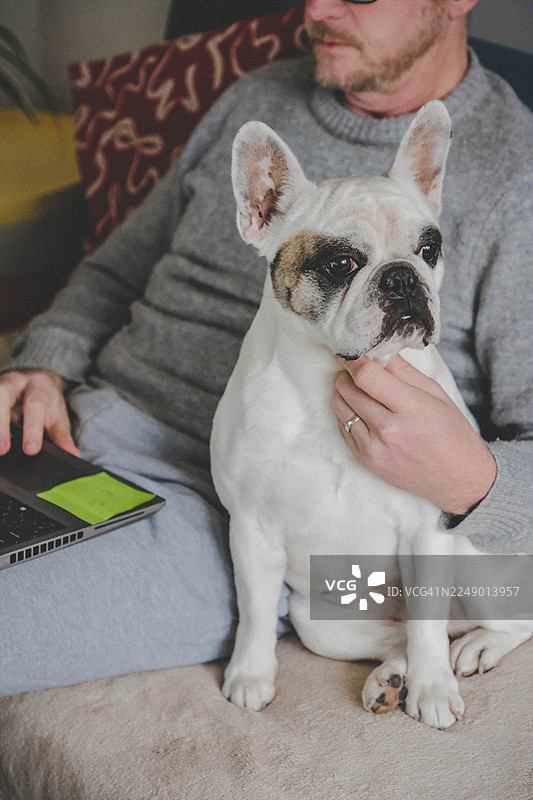 男人在家工作，他的法斗犬在他身边图片素材