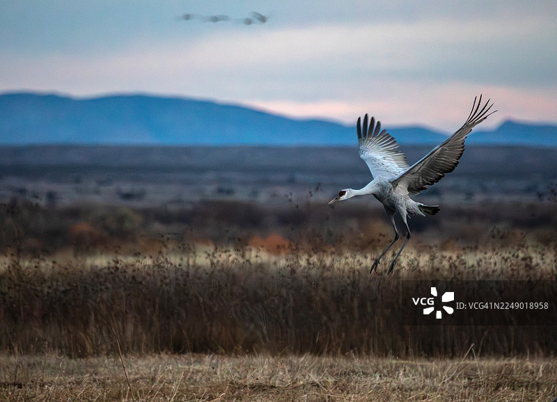 沙丘鹤飞行图片素材