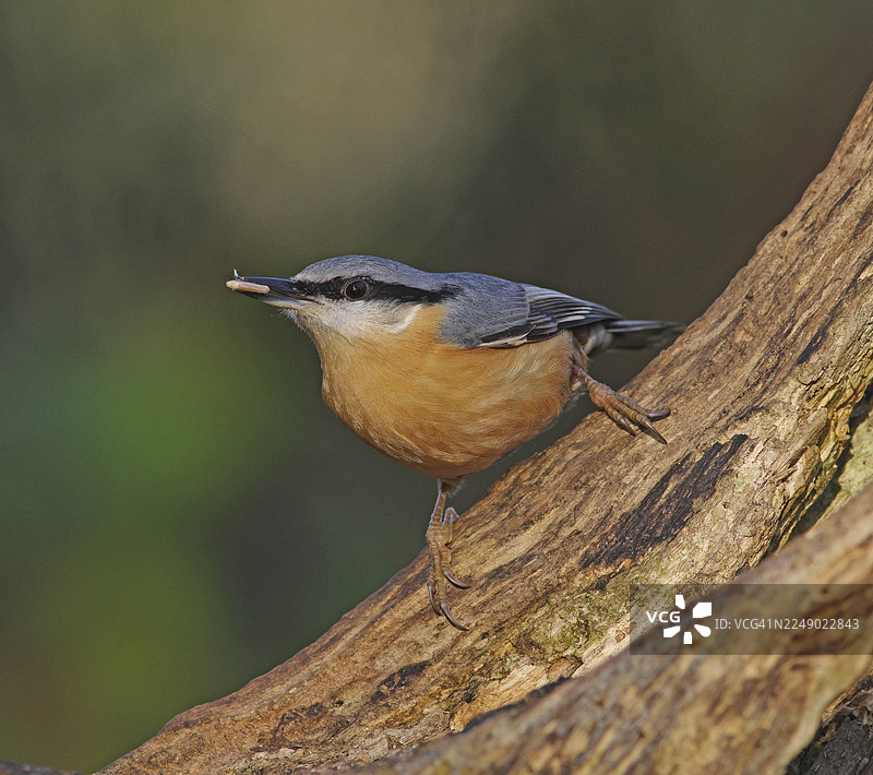 欧洲鹪鹩图片素材