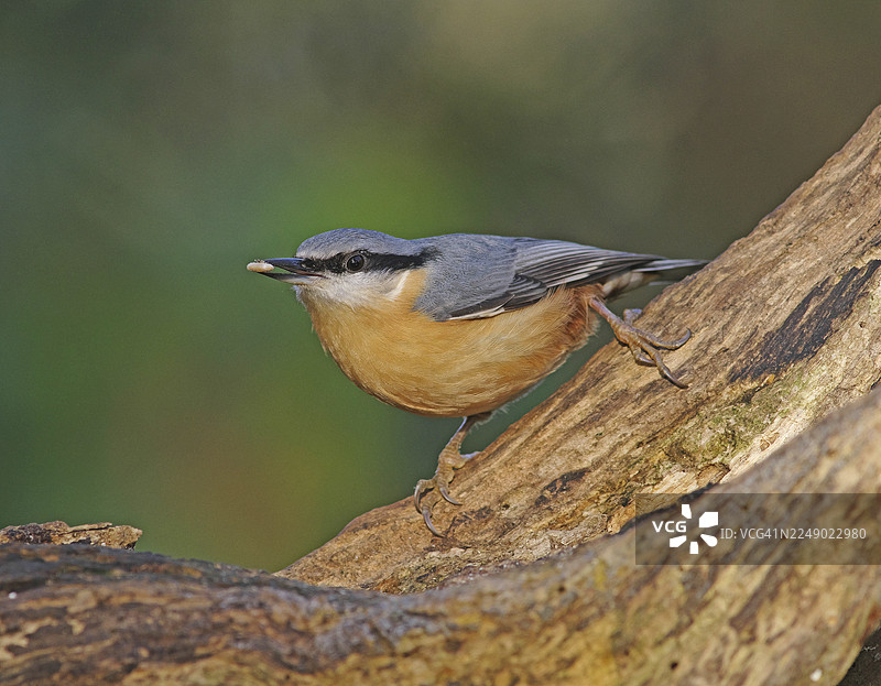 欧洲鹪鹩图片素材