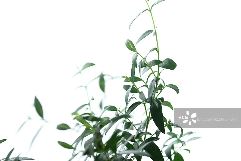 白色背景下，绿意盎然的植物叶片点缀在纤细的茎秆上，适合用于自然家居装饰、园艺和植物学图库摄影图片素材