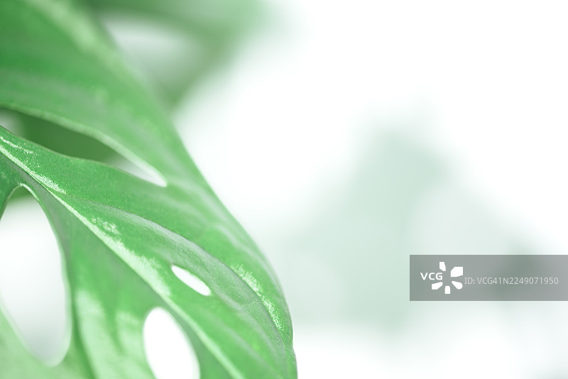 特写镜头下，绿色的龟背竹叶片，背景柔和，适用于自然与植物素材图片素材