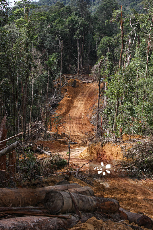 热带雨林的伐木业图片素材