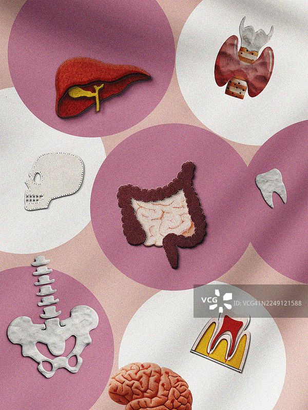 插画，描绘了由纸张剪贴而成的各种人体器官和部位，每个都置于彩色或白色的圆形内。图片素材