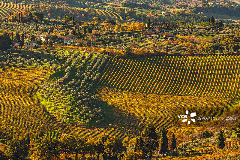 秋季的葡萄园和橄榄林景观，柔和光线下起伏的山丘，来自意大利托斯卡纳沃尔泰拉的景色图片素材