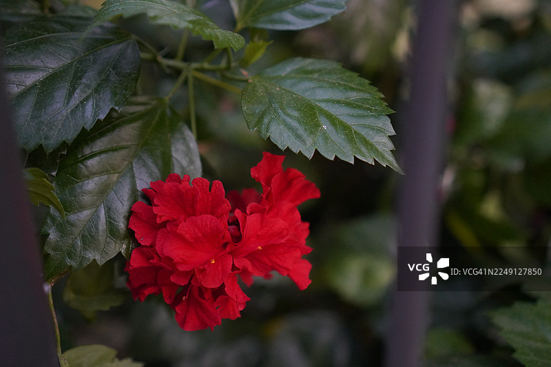 鞋兰，美丽的黄色，花朵在花园中生长绽放，背景为模糊的自然景致，朱槿，扶桑，锦葵科图片素材