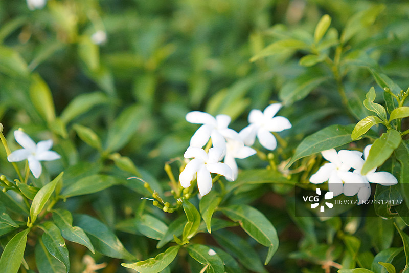 橙色茉莉，月橘，花园中盛开的白色花朵，自然背景图片素材