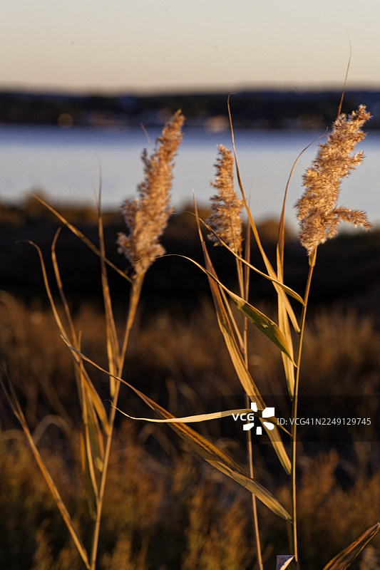 烈日下的疯狂草地图片素材