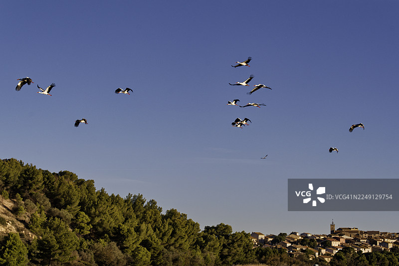 鹳鸟飞过巴热村上空图片素材