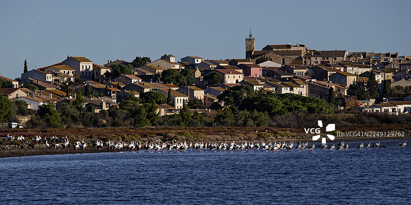 一群鹳鸟栖息在巴热斯小村庄前图片素材
