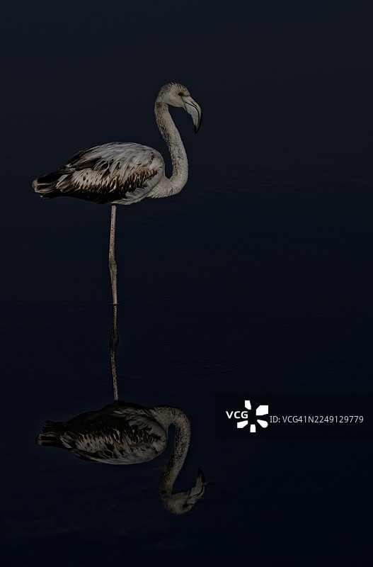 深蓝色背景上的年轻火烈鸟图片素材