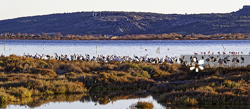 巴耶斯池塘里有大量的鹳鸟图片素材