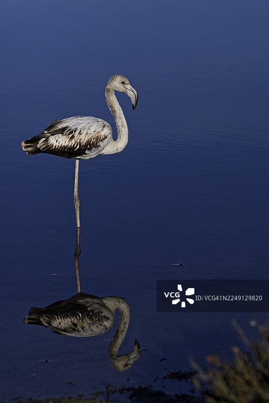 池塘水中年轻的火烈鸟和它的倒影图片素材