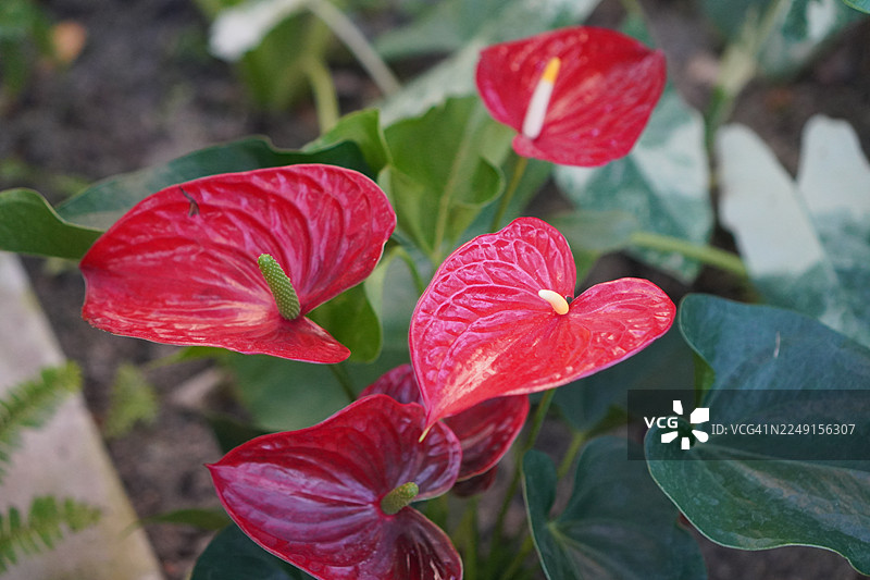 火鹤花图片素材