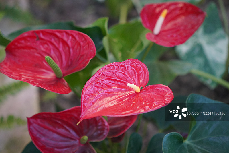 火鹤花图片素材