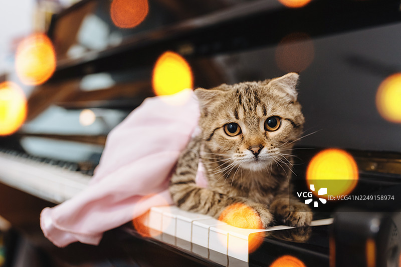 一只穿着粉色裙子、躺在钢琴键上、看向镜头的可爱猫咪图片素材