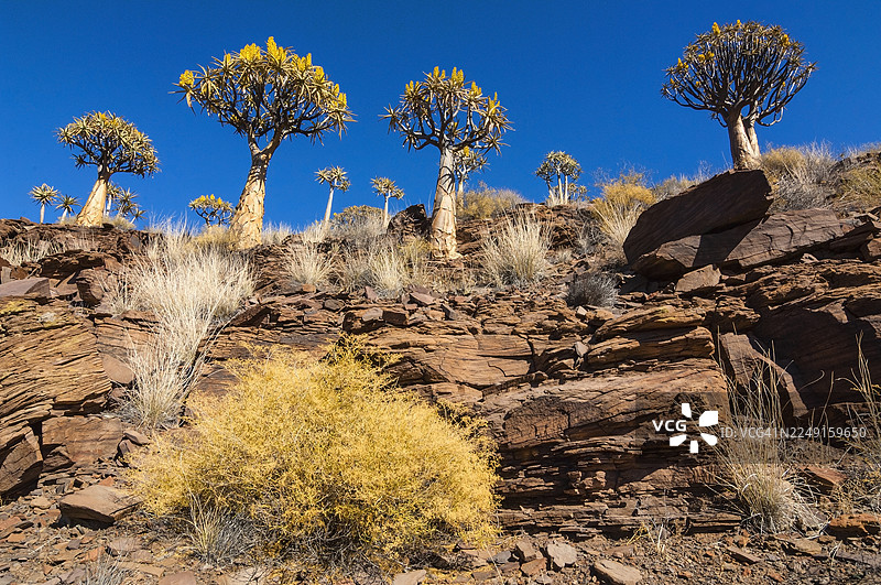 南非布兰德科普的箭袋树或科克博姆图片素材