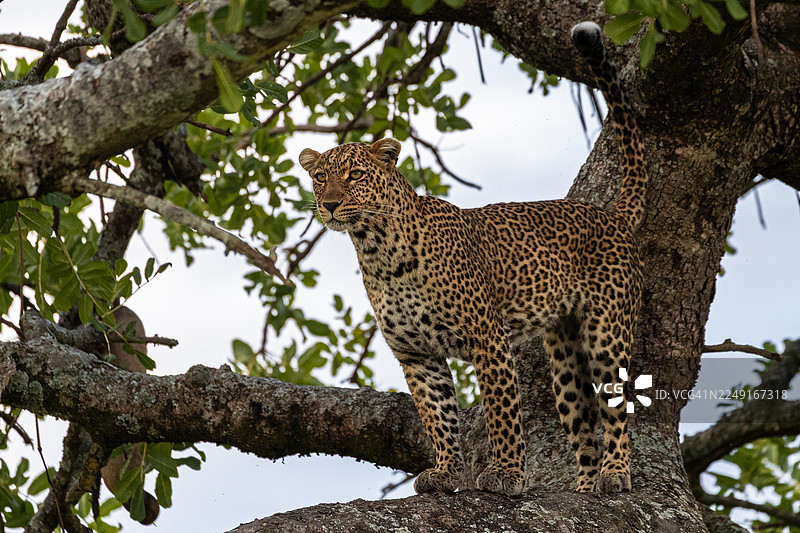 豹子正在寻找猎物图片素材