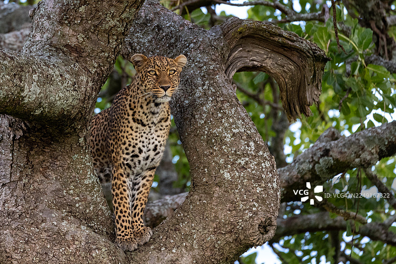 豹子在平原上巡视图片素材