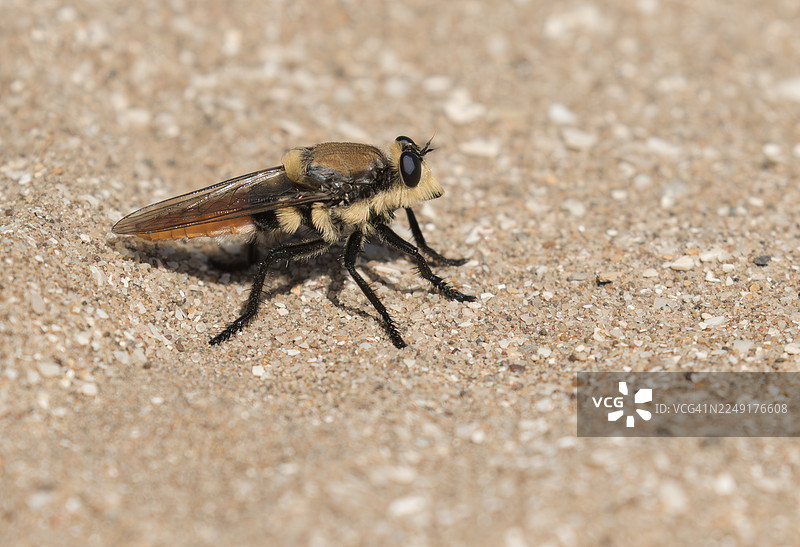 食蚜蝇科图片素材