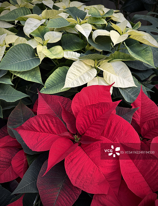 一品红图片素材